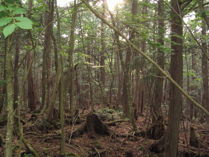 «Aokigahara forest 04» por mtzn - 青木ヶ原樹海. Disponible bajo la licencia CC BY-SA 2.0 vía Wikimedia Commons.