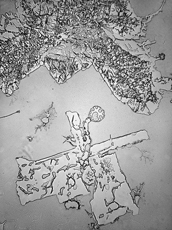 Lagrimas al microscopio 9